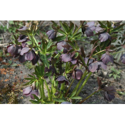 Helleborus x hybridus Ciemiernik