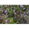 Helleborus x hybridus Ciemiernik