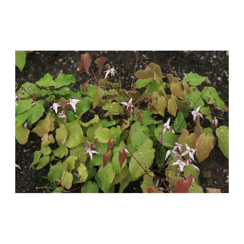 Epimedium 'Asiatic hybrid' Epimedium