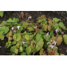 Epimedium 'Asiatic hybrid' Epimedium