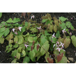 Epimedium 'Asiatic hybrid' Epimedium