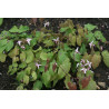 Epimedium 'Asiatic hybrid' Epimedium