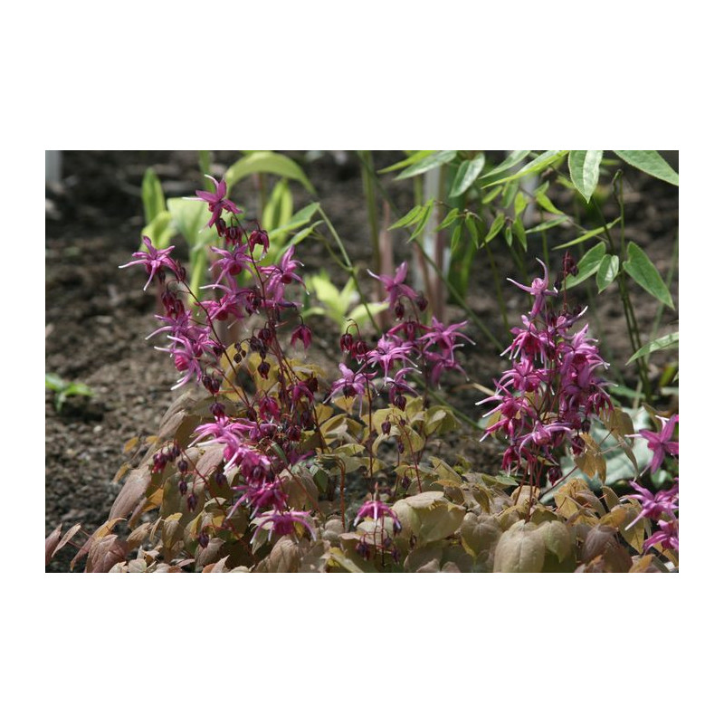 Epimedium grandiflorum - Circe Epimedium wielkokwiatowe