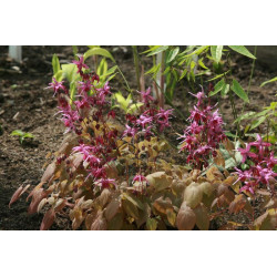 Epimedium grandiflorum - Circe Epimedium wielkokwiatowe