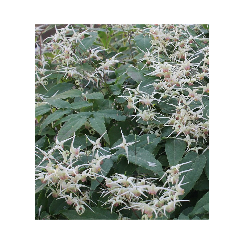 Epimedium grandiflorum - Domino - Epimedium