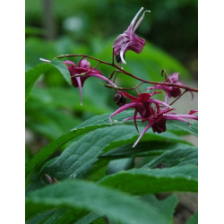 Epimedium - Red Maximum Epimedium