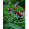 Epimedium - Red Maximum Epimedium