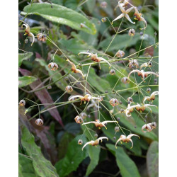 Epimedium wushanense - Caramel Epimedium