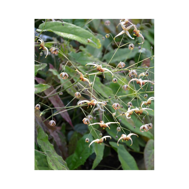 Epimedium wushanense - Caramel Epimedium