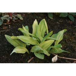 Allium victorialis subsp. platyphyllum  - Chiri Fu Czosnek