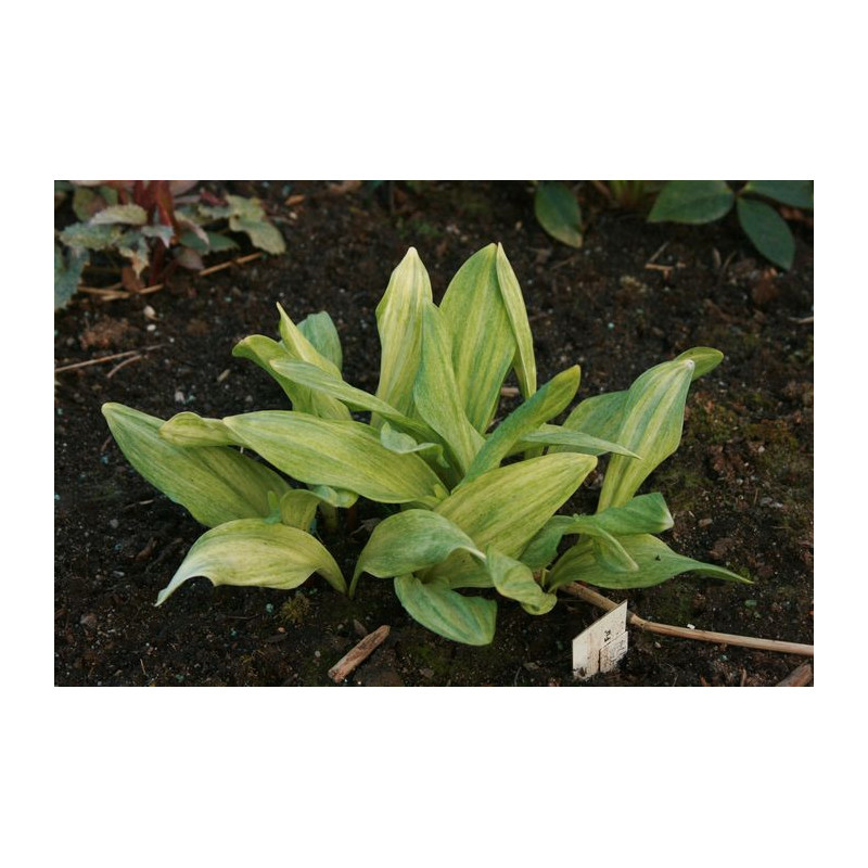 Allium victorialis subsp. platyphyllum  - Chiri Fu Czosnek