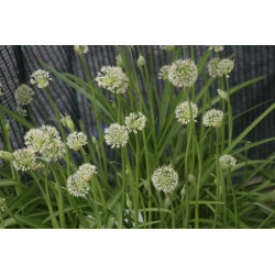 Allium hookeri Czosnek