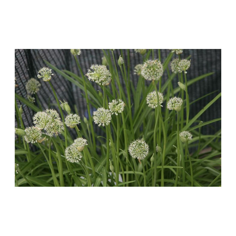 Allium hookeri Czosnek