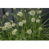 Allium hookeri Czosnek