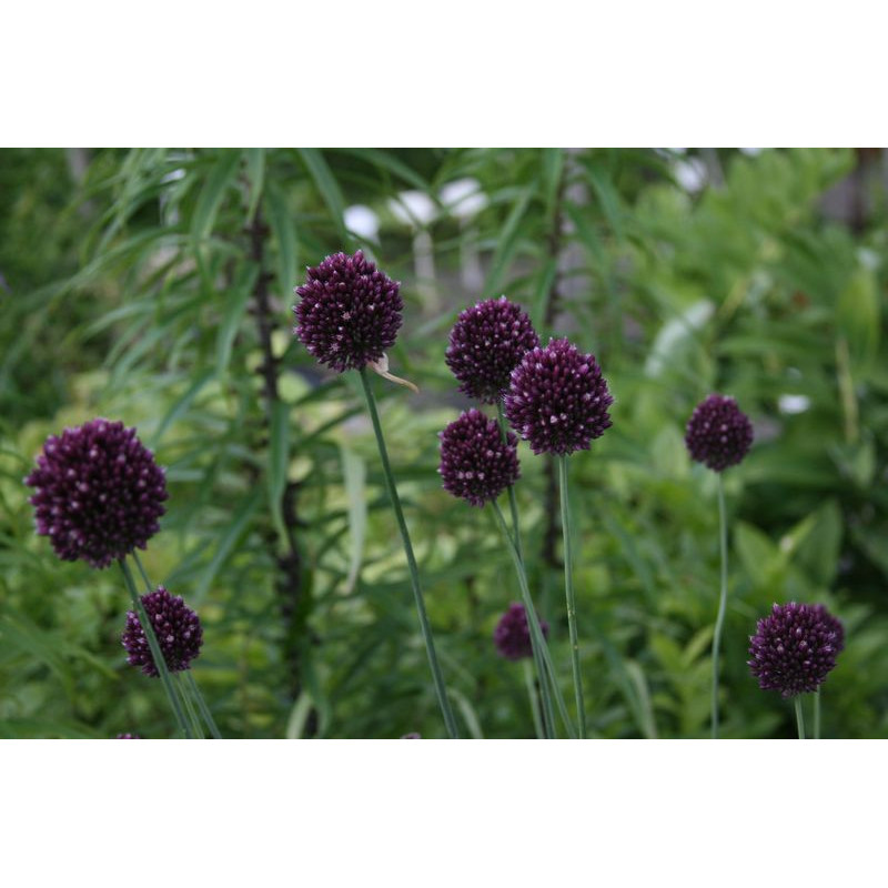 Allium rotundum Czosnek kulisty