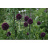 Allium rotundum Czosnek kulisty
