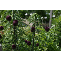 Allium rotundum Czosnek kulisty