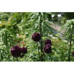 Allium rotundum Czosnek kulisty