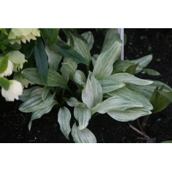 Allium victorialis subsp. platyphyllum  - Chiri Fu Czosnek