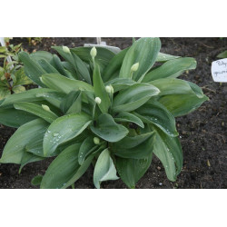 Allium victorialis Czosnek siatkowany