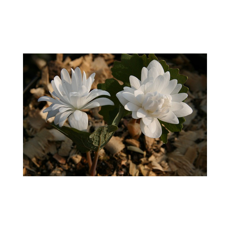 Sanguinaria canadensis - Multiplex Krwiowiec kanadyjski