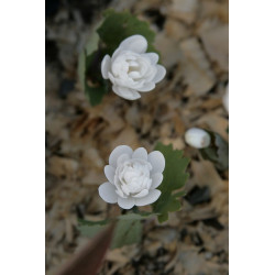 Sanguinaria canadensis - Multiplex Krwiowiec kanadyjski