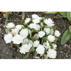 Sanguinaria canadensis - Multiplex Krwiowiec kanadyjski