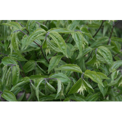Disporum lanuginosum Parnik