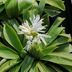 Heloniopsis orientalis - Snow White