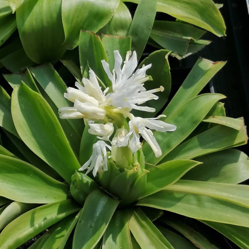 Heloniopsis orientalis - Snow White