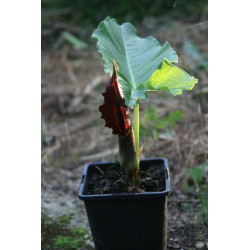 Sauromatum (Typhonium) giganteum