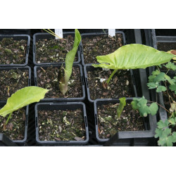 Sauromatum (Typhonium) giganteum