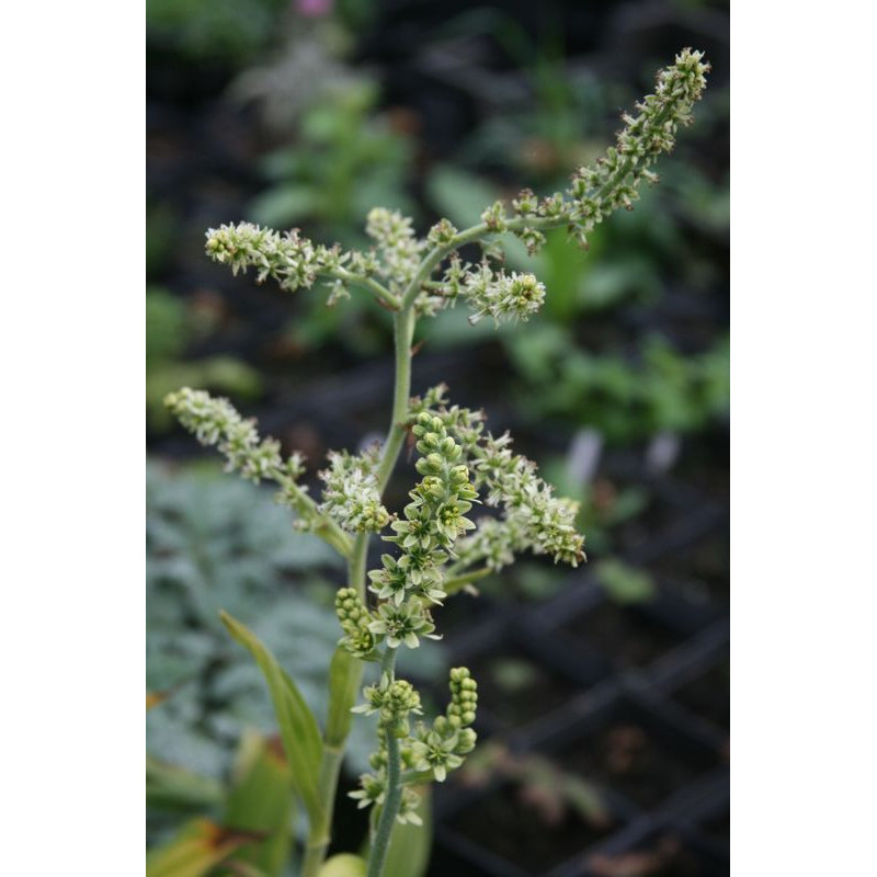 Veratrum californicum Ciemiężyca kalifornijska