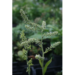 Veratrum californicum Ciemiężyca kalifornijska