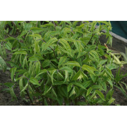 Disporum lanuginosum Parnik