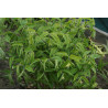 Disporum lanuginosum Parnik