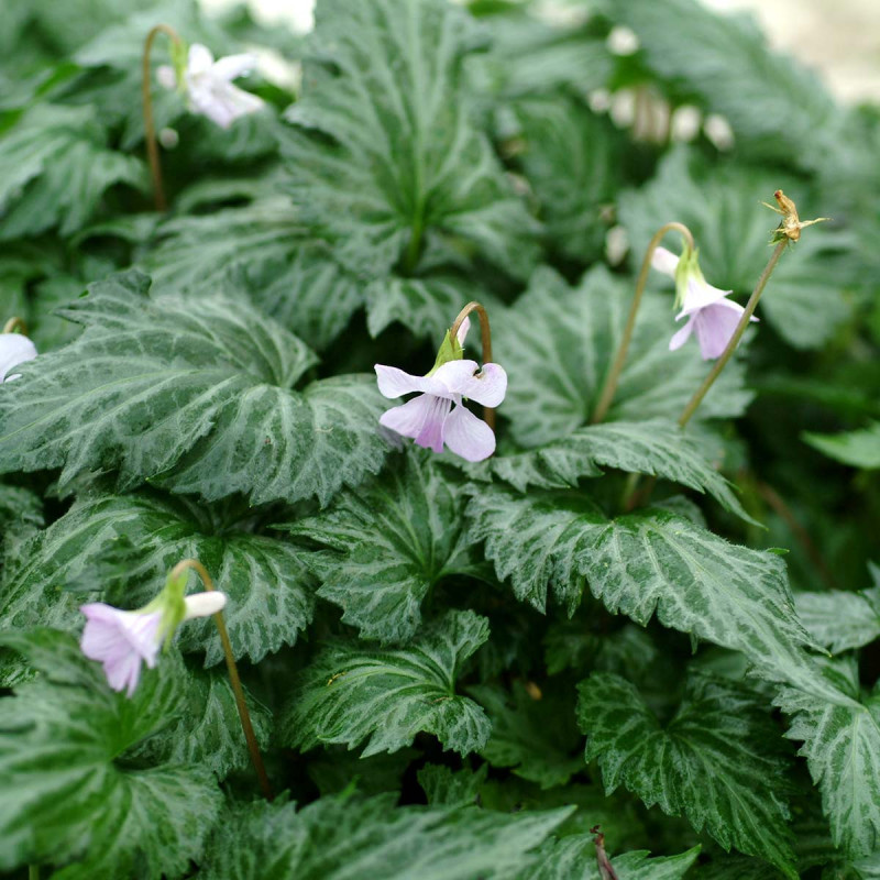Viola - Dancing Geisha Fiołek